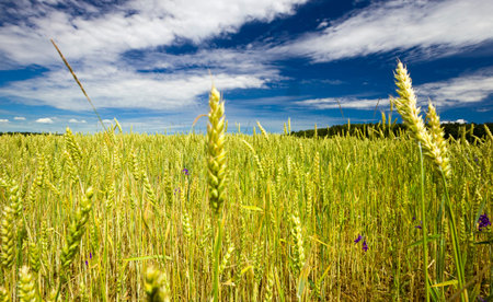 wheat or rye on a young agricultural field in the spring, the plants are green and not ripe, Sunny...