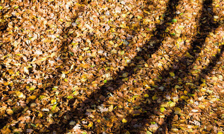 yellowed trees with fallen leaves and lies at the crowns of trees in the autumn Park, Sunny day
