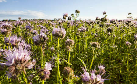 there is a field on which purple flowers grow to obtain honey from them near the apiaryの写真素材