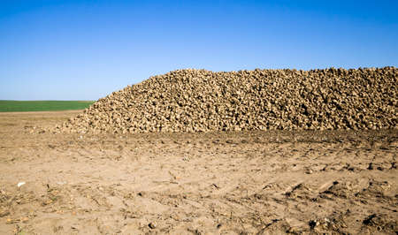 a large pile of harvested sugar beet in the agricultural field, the beet is sweet and used for industrial sugar production, blue skyの写真素材