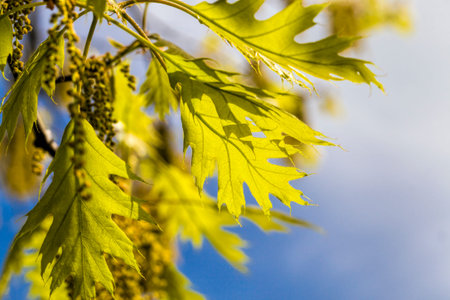 oak leaves illuminated by sunlight in the spring, a real natural foliage