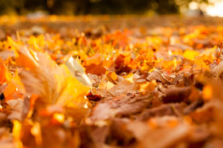 warm weather in the Park in the autumn season, real autumn in the daytimeの写真素材