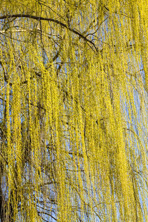beautiful willow tree during spring flowering, close-up of willow with flowers, spring weather in the forest, detailsの写真素材