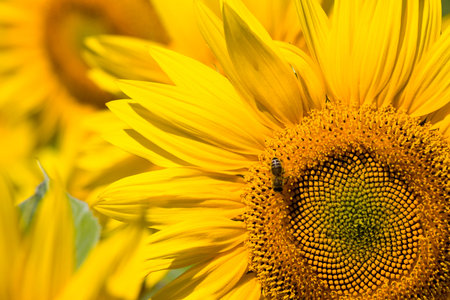 annual sunflower with yellow petals on an agricultural field, close-up of sunflower inflorescences...