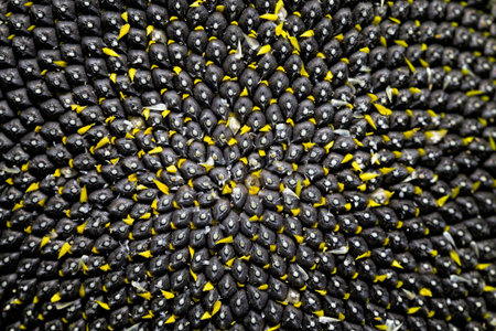 ripened sunflower with black seeds, obtaining a crop of seeds for use in industry