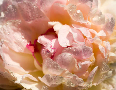 photo of a white peony covered with water drops after rain in summer or spring, details of a beautiful flowering plantの写真素材