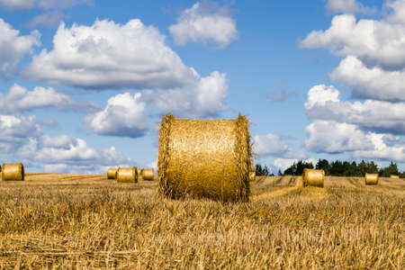 agricultural field after harvesting wheat for food, wheat is made into flour, straw is used in animal husbandry and rolled into cylindrical stacksの写真素材