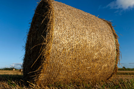cylindrical straw stacks on an agricultural field, organization of straw storage in agricultureの写真素材