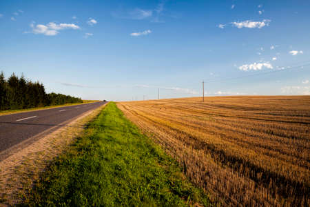 part of an agricultural field where agricultural plants are grown and food security is ensuredの写真素材
