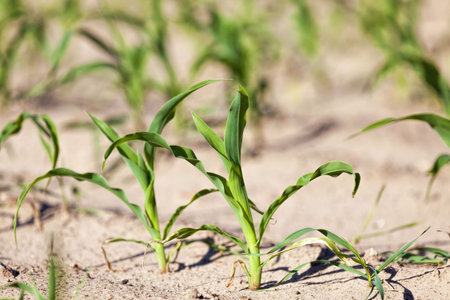 an agricultural field where corn is grown for grain production, farming with fertile soil and...