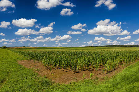 agricultural field with a crop of plants to produce a crop of products, agricultural activity in Eastern Europeの写真素材