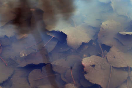 leaves of trees in muddy water in puddles on the road, autumn season during leaf fall and rainsの写真素材