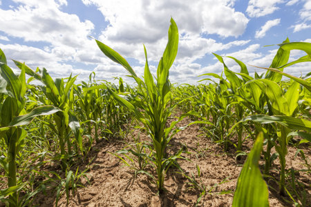 agricultural field with planted corn, farming and growing a new crop