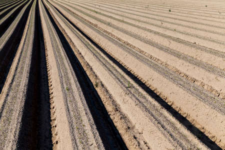 agricultural field with furrows in which red ordinary carrots are planted and growing, agricultureの写真素材