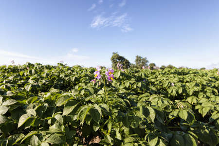 an agricultural field where potatoes are grown, a furrow with green sprouts on fertile soils against a blue skyの写真素材