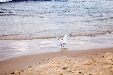sea sand on the beach where seagulls sit, beautiful sand on the beach with a wavy water surfaceの写真素材