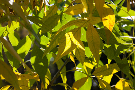autumn nature and its influence on nature, plants during or before leaf fall with specific autumn...
