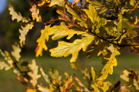 deciduous trees oak in the forest or in the park in autumn leaf fall, oak with changing reddening leaf close up, beautiful nature with wild oak treeの写真素材