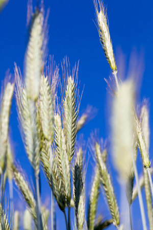 agricultural field where green wheat grows, agriculture for obtaining grain crops, wheat is young and green and still immature, close-up of the wheat cropの写真素材