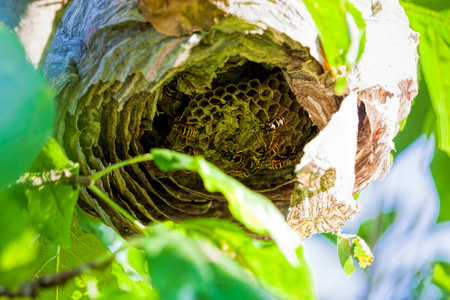wasp nest made in the summer seasonの写真素材