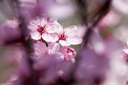 beautiful illuminated by sunlight fresh cherry blossoms in the spring season, cherry flowers of...