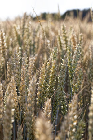 Mature yellowed cereals on agricultural land, farming for yield and profit, money in agriculture for...