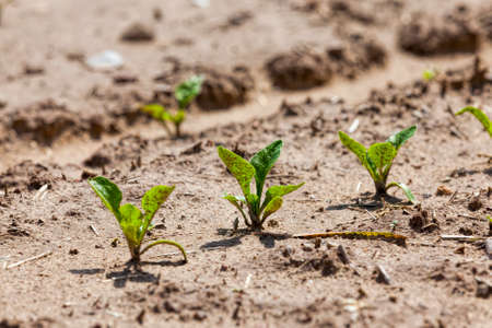 beets in the agricultural field, agriculture as a type of activity and business, high-quality selection of beet varieties for obtaining the largest possible yield of food and industrial production of sugar, closeupの写真素材