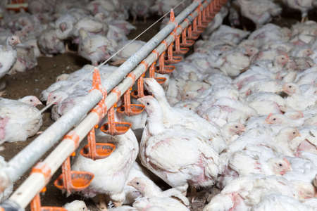 white meat chicken chicks at a poultry farmの写真素材