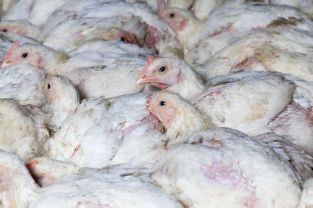 chicks of white broiler chickenの写真素材