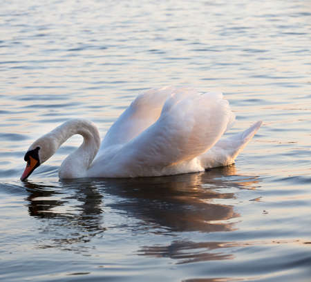 white Swan floating on the lakeの写真素材