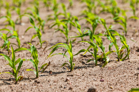 closeup green corn sprouts in the spring or summer, corn in the agricultural field, corn grains are...