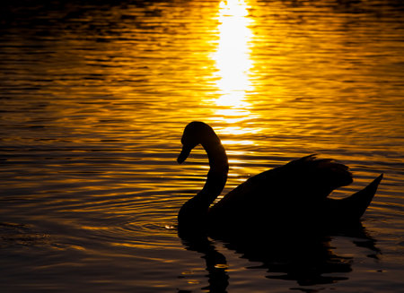 floating at sunset one swan, swan in the springtime in the golden rays during sunset, springtime on the lake with a lone Swan, closeupの写真素材