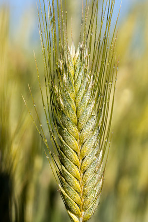 agriculture, activities in rural areas to obtain a harvest of natural food, organic farming, field with a new crop of plant food, summer or spring time of the year,water drops on the spikeletの写真素材