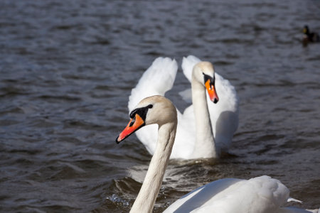 couple Swan in spring, beautiful waterfowl two bird Swan on the lake in spring, lake or river with swansの写真素材