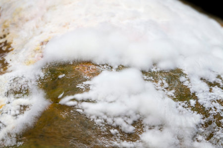 covered with mold and mildew, rotted pumpkin, spoiled food, fungus and mold destroyed the ripe...