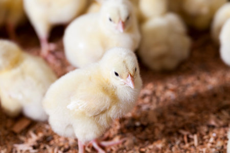 chicken chicks at a poultry farm where broiler chicken is raised for meat and other poultry products, young broiler chickensの写真素材