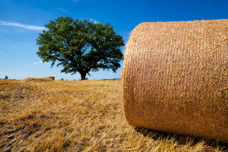 agricultural field with haystacks after harvesting rye, from rye there were Golden haystacks of prickly straw, haystacks of rye strawの写真素材
