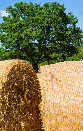 illuminated by bright sunlight, beautiful green oak and Golden straw after harvesting wheat grains, nature and agricultural activities with green deciduous oak tree plants in summerの写真素材