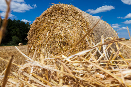 agricultural field with haystacks after the wheat harvest, the wheat left Golden haystacks of prickly straw, haystacks of their wheat straw, closeupの写真素材