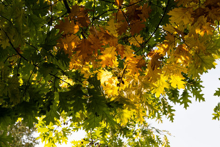 deciduous oak trees in the forest or in the park in autumn leaf fall, oak with changing leaf ,...