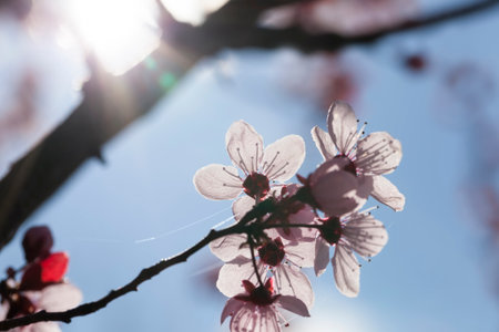 beautiful illuminated by sunlight fresh cherry blossoms in the spring season, cherry flowers of unusual pink color, decorative trees during blooming in the garden to decorate the territory, close up cherry flowersの写真素材