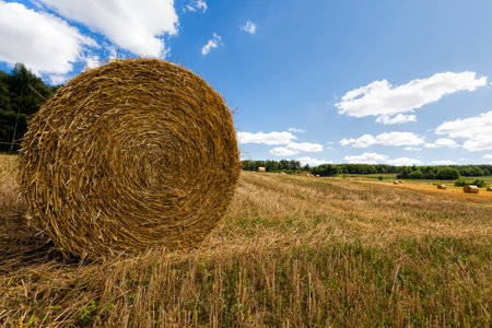 agricultural field with haystacks after harvesting rye, from rye there were Golden haystacks of prickly straw, haystacks of rye straw, closeupの写真素材