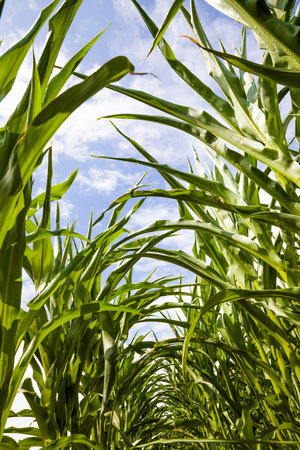long rows of green corn sprouts in spring or summer, corn in the agricultural field, corn grains are...