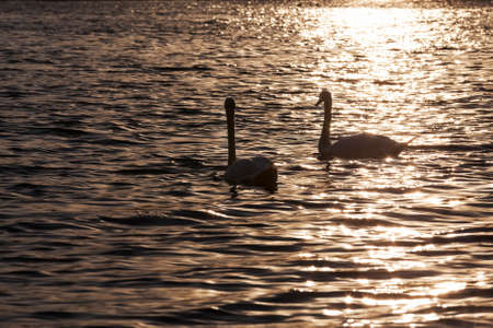 a pair of swans swimming at the sunrise, two swans in the springtime in the Golden rays during the sunrise or sunset, springtime on the lake with the Swan family closeupの写真素材
