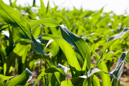 agricultural field with green corn, corn has natural dirt and dirt and damage that appeared during...