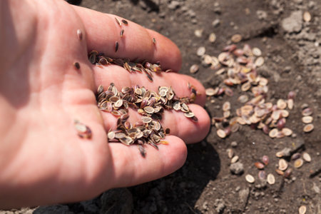 add new seeds of fennel to the soil to get a new crop of fragrant spicesの写真素材