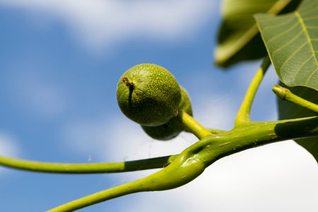 green walnuts, unripe in shell, in summer, closeup against a blue sky, orchard