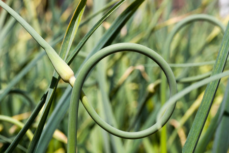 Green garlic growing on an agricultural field, summertime agricultural business, organically cultivated garlic plantationの写真素材