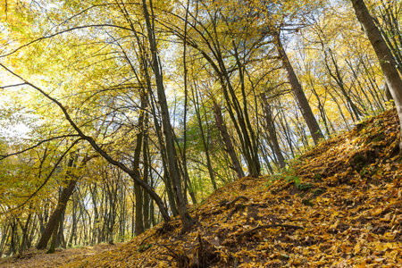 Beautiful autumn weather in the park, Fall foliage. Real autumn weather