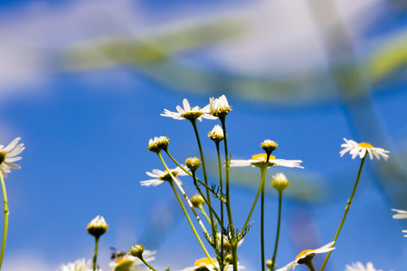 young white daisies against a blue sky and clouds, closeup of wild flowersの写真素材